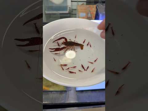 No mezcles las gambas rojas con este pez