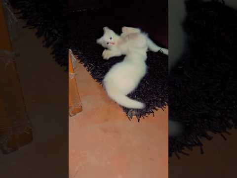 Cat trending videos 🥰#catvideos #youtubeshorts #cat #trending #viral #billi #billikivideo #shorts