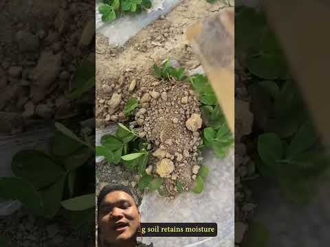 Mẹo Trồng Lạc Siêu Củ Của Nông Dân Dày Kinh Nghiệm #easyfarming