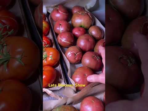 Tomato Harvest rolling in! Varieties!