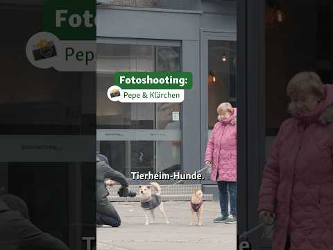 Pepe und Klärchen, unsere süßen Shootingstars! ✨📸 #fressnapf #allesfürdeintier #hundefotoshooting