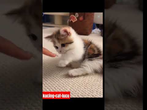 jinak jinak kucing😅#cat #viral #kitten #cute #funny #video #shrots #youtube #cats #kucing #cutecat