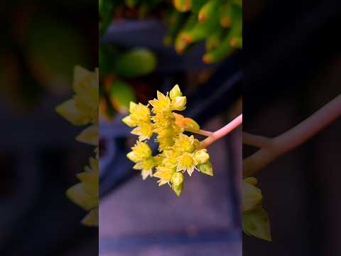 #succulentslover  #shortvideo