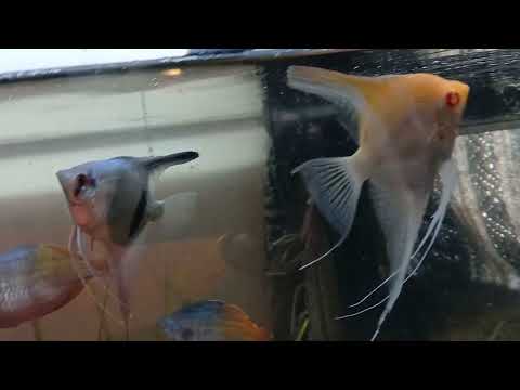 Pairing up angel fish and getting them ready to br ENJOY