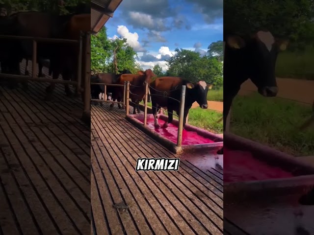 Şok Olacaksınız! İneklerin Temizlik Rutini 😲🚿🐄