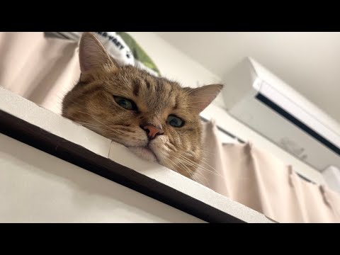 ダウンしたママを助けにきた猫