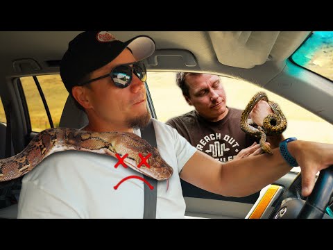 I KILLED his SNAKE.. this is what he did Brian heads to FedEx to pick up a very special delivery—but there’s a story behind this snake th