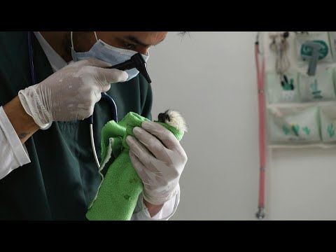 Colombia arrests traffickers carrying primates in their underwear | AFP
