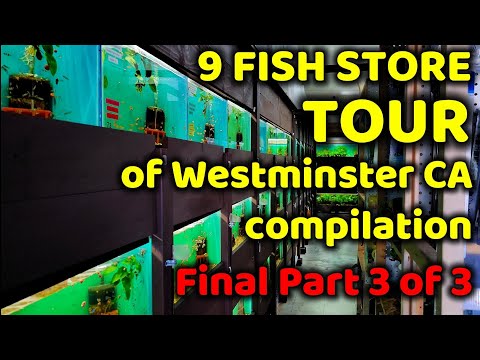 VISITING 9 FISH STORES IN WESTMINSTER CA TOUR COMP Finally, the last part of my fish store tour in Westminster CA. Mellow but just here to past time.