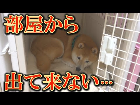 犬の動画サムネイル - 連日、みんなに叱られまくった柴犬が、悲しみに暮れてしまいました・・・