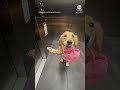 Adorable golden retriever carries big bone in tiny purse