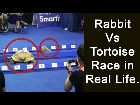 Вистинска трка на вистински зајак и желка