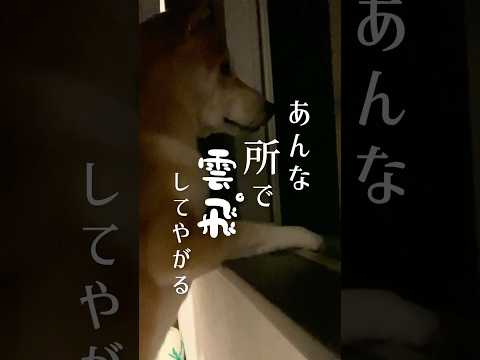 柴犬と夏のセミファイナル　#柴犬 #アテレコ#三浦半島