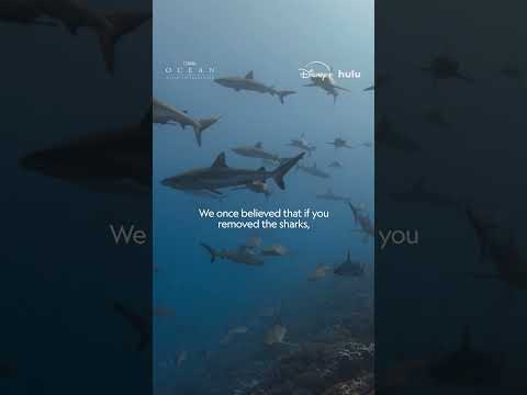 Our oceans are teeming with life and breathtaking spectacles—just ask Sir David Attenborough.