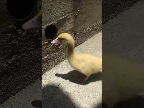 bebek lucu #duck #ducklingspro #anomaliviral #cute #bebekhibrida #funny #bebekimut #viralshort #fyp