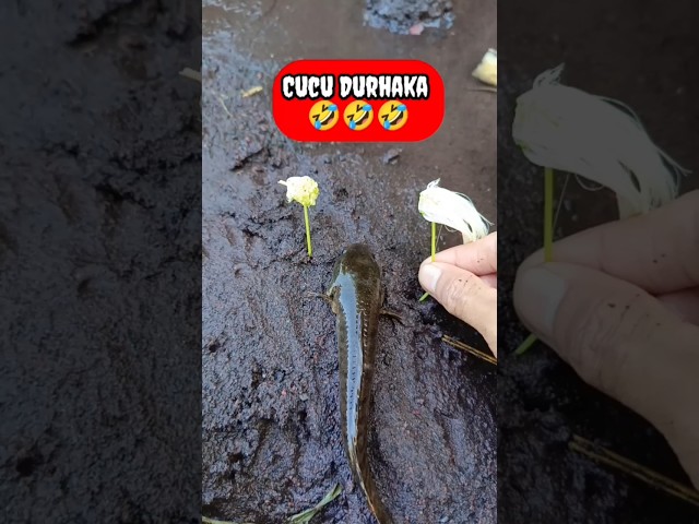 CUCU DURHAKA TANGKAP IKAN CHANNA - IKAN CHANNA #shorts #channa #limbata #viral