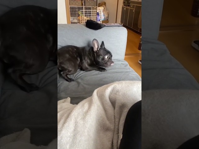 The whole world is afraid of Mom #dog