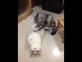 Kitten massage therapy funny &...