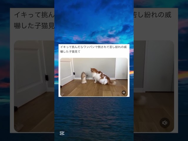 イキってケンカ挑んだらワンパンされた子猫wwwww #面白い #おもしろ #tiktok #Twitter #2ch #5ch