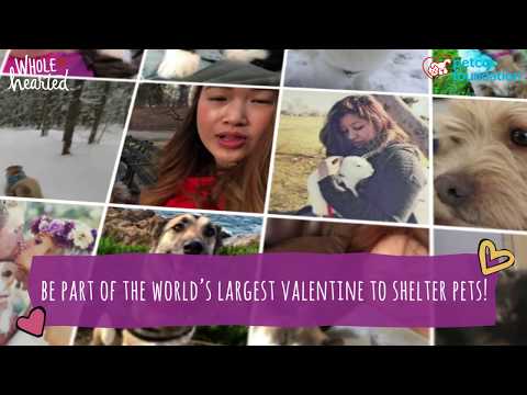 The love of adopted pets changes everything! Help us celebrate that love by creating the World’s Largest Virtual Valentine to shelter pets and the people who care for them. Submit your valentine photo or video message. On Valentine’s Day, we’ll deliver your message of love to more than 4,000 animal welfare organizations across the country! The love of adopted pets changes everything! Help us celebrate that love by creating the World’s Largest Virtual Valentine to shelter pets and the people who care for them. Submit your valentine photo or video message. On Valentine’s Day, we’ll deliver your message of love to more than 4,000 animal welfare organizations across the country!