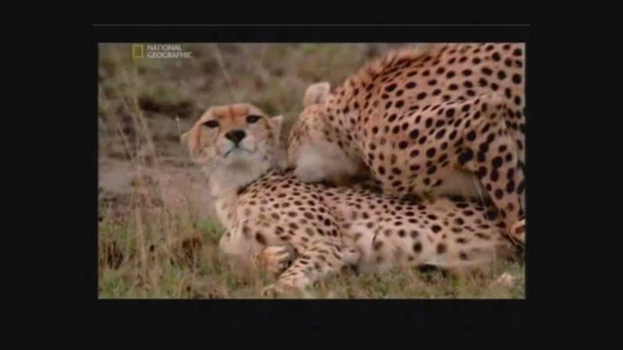 Cheetah Mating Youtube 