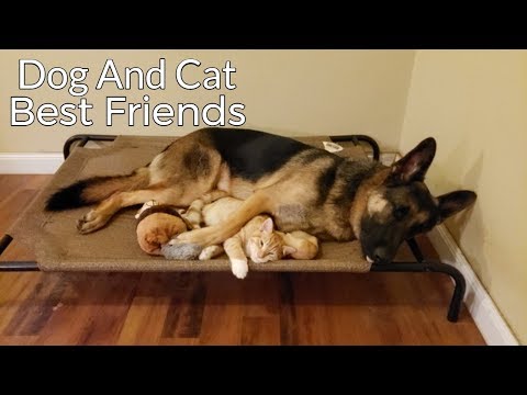 Upload mp3 to YouTube and audio cutter for How a German Shepherd and a Kitten Became Best Friends download from Youtube