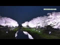 野川の桜ライトアップ ダイジェスト 