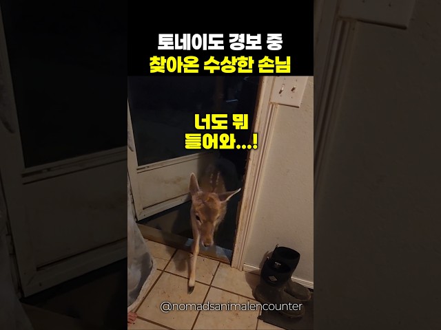 토네이도 경보가 울리자 찾아온 이상한 손님...😅