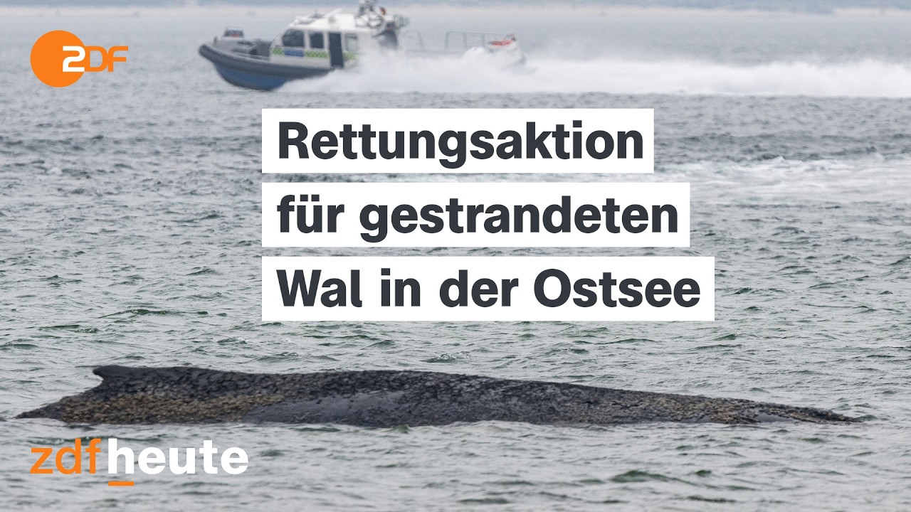 Live: Festsitzender Wal in der Ostsee - Rettungsaktion mit Baggern