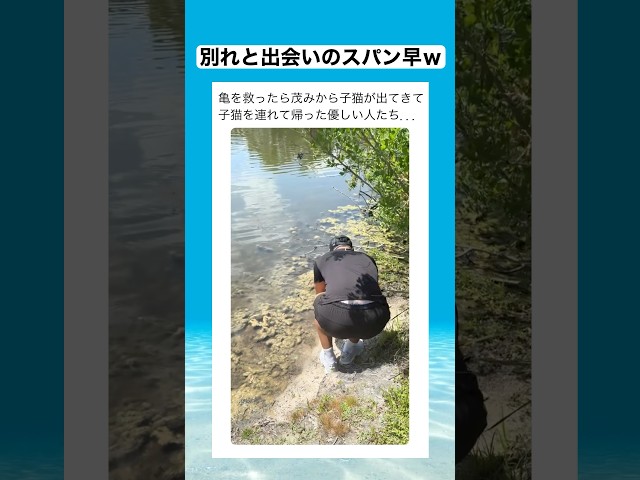 茂みで『いい人そうだね、出てってみる？』って話し合ったのかな？　#shorts #動物 #おすすめ