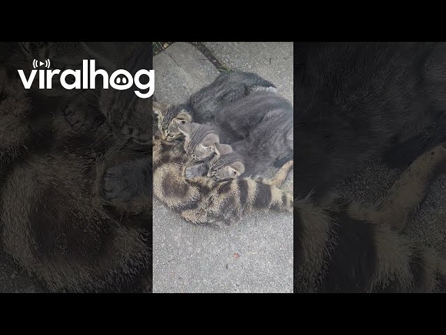 Young Mama Has Kittens || ViralHog