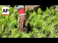 In Uganda, refugees work to restore forest