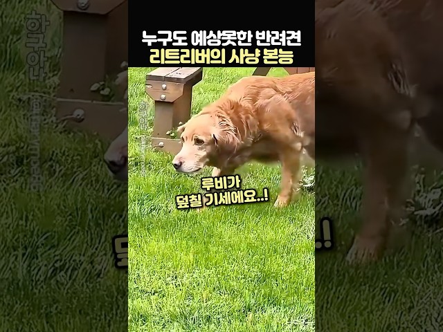 누구도 예상못한 반려견 리트리버의 사냥 본능