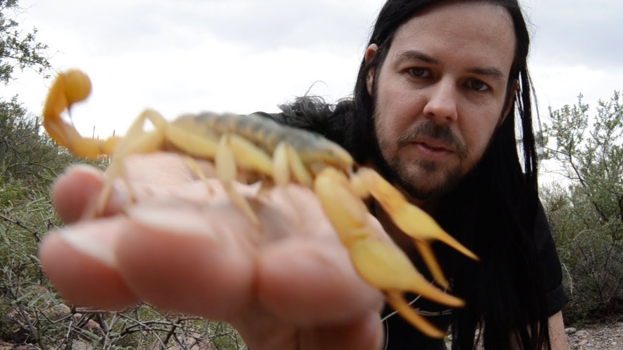 Free Handling Largest Scorpion in USA - The Giant Desert Hairy Scorpion