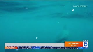 Massive great white shark encounter off San Diego coast