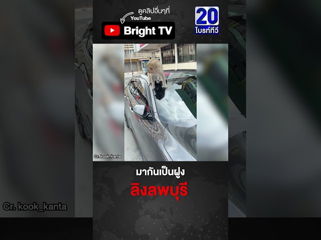 ยังจับไม่หมด! สาวเจอลิงลพบุรีป่วนรถ แถมดุซะด้วย