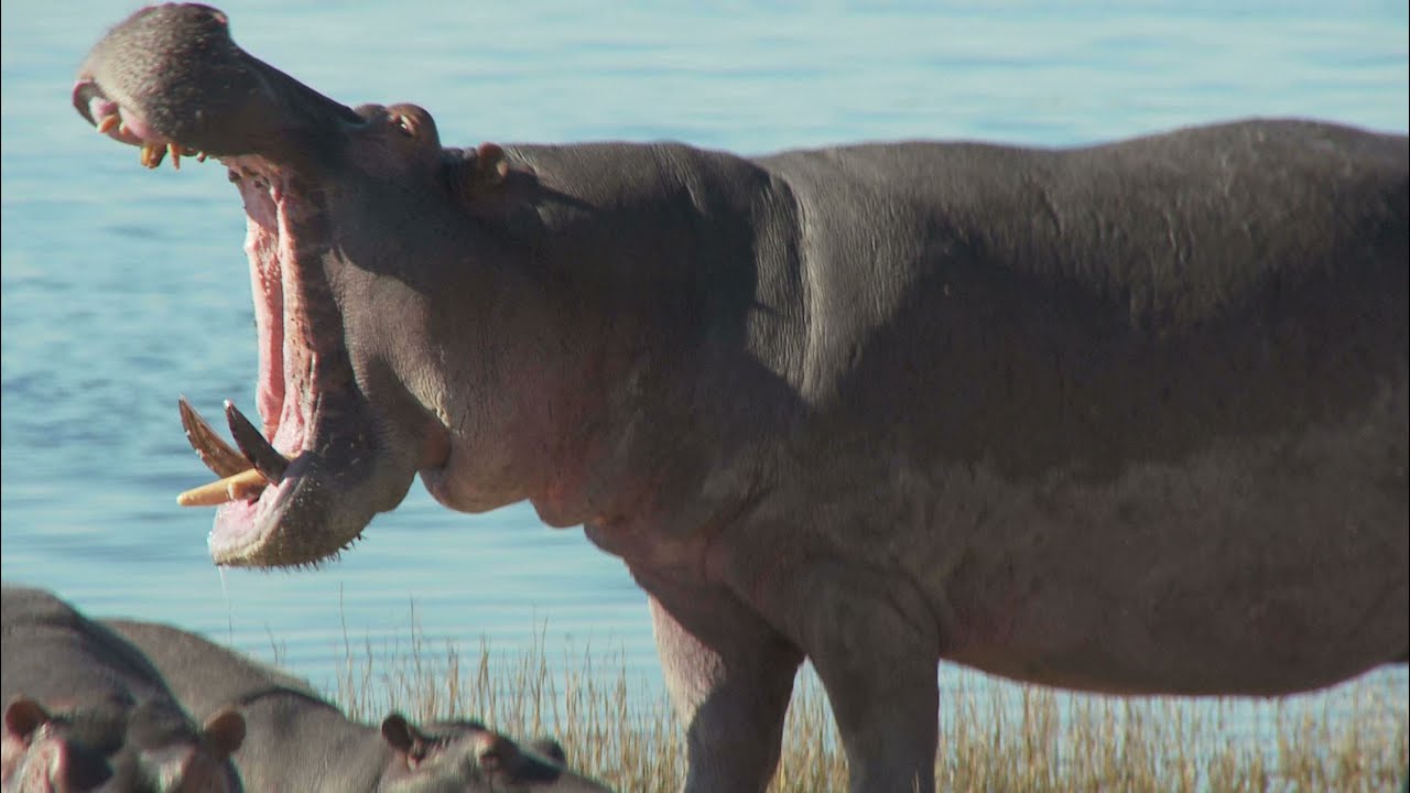 abby's farting hippo sale