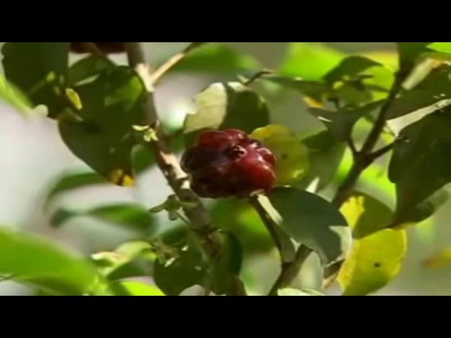 Como Cultivar Pitanga Como Cultivar Pitanga