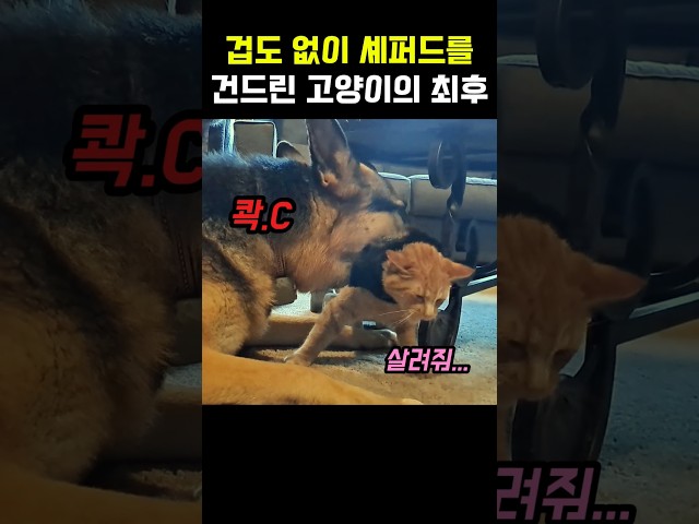 겁도 없이 셰퍼드를 건드린 고양이의 최후 #셰퍼드 #댕댕이 #개 #대형견 #고양이 #냥이 #야옹이