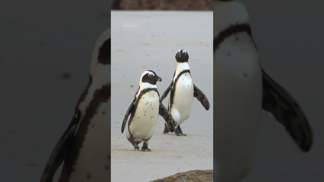Now this is a family vacation we want to join 🐧 #SecretsOfThePenguins