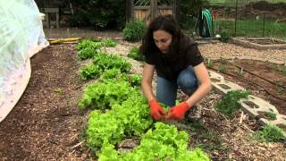 Harvesting Lettuce (5/25/13)