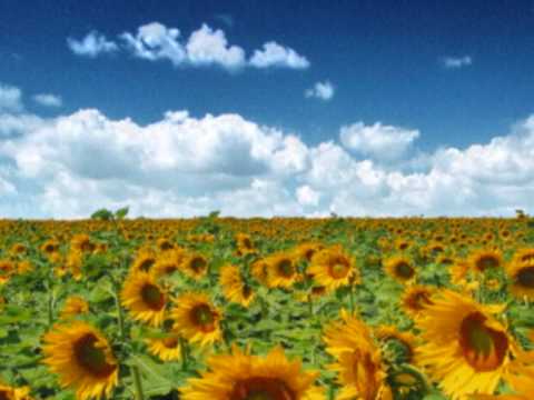 Tamburasi Patria - PATRIA - Suncokret (The Sunflower)