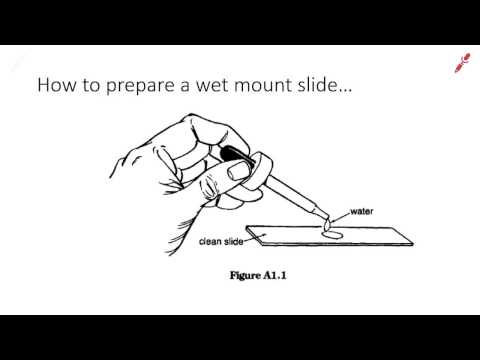 Cheek Epithelial Cells How To Prepare A Wet Mount Microscope Slide