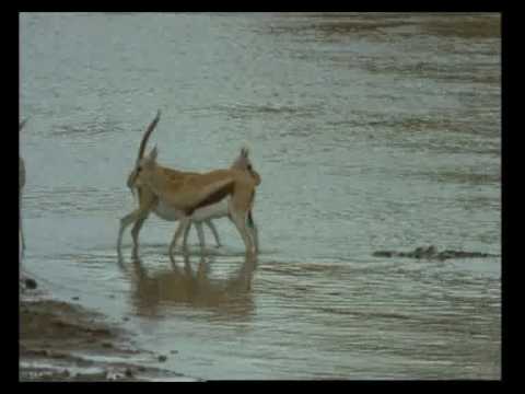 African Bambi'