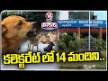 14 Injured After Dogs Biting Spree In Karimnagar Collector office | V6 Teenmaar