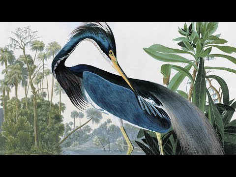 Birds of America'