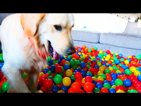 GOLDEN RETRIEVER VS BALL PIT (Super Cooper Sunday #80)