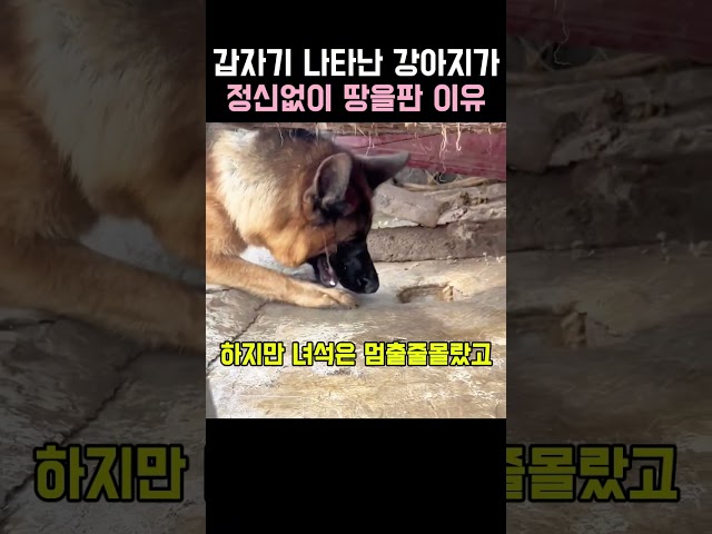 갑자기 나타난 강아지가 정신없이 땅을판이유