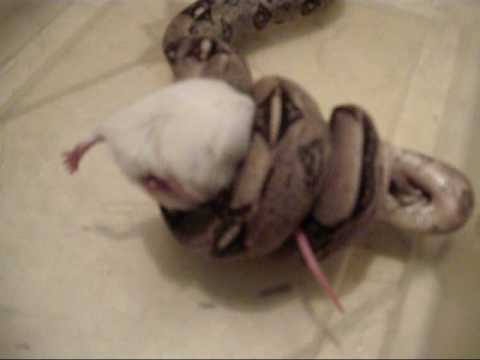 Pictures Of Pregnant Mice 15