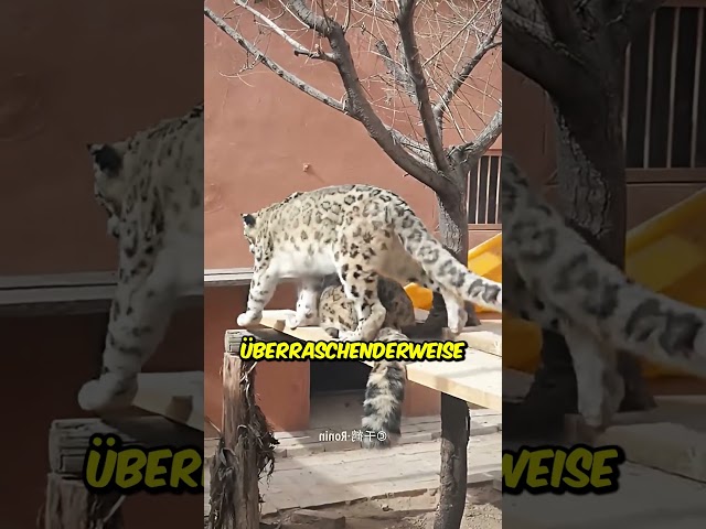 Dieser 100-jährige Schneeleopard bekommt eine zweite Chance! ❤